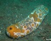 SEA CUCUMBER: Joint reliever