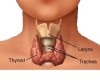 Environmental Toxins and the Thyroid