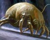 Dust Mite Allergy – Causes And Cures