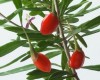 The Advantages of Goji Berries to Your Health