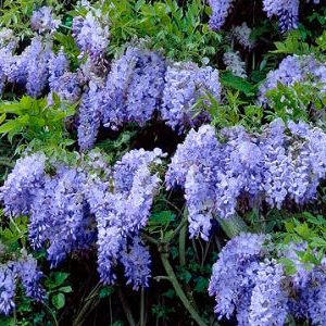 mens health tree vines