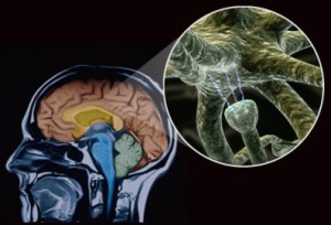 composite of neurotransmitters men's health