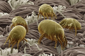 men's health dust mite