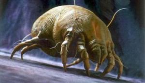 dust mite men's health