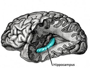 mens health brain's hippocampus