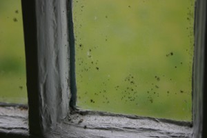 mold window men's health