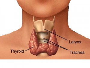 thyroid men's health